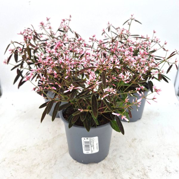 Euphorbia "Pink Shades"