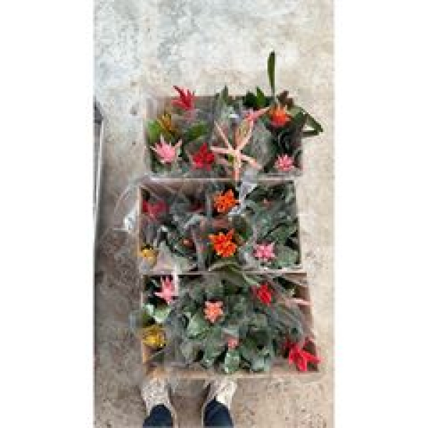 Aechmea Mix