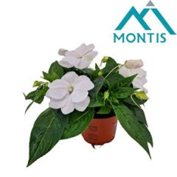 Impatiens NG weiß