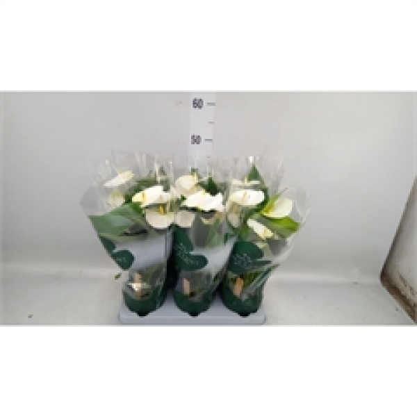 Anthurium andr. 'Samora' weiß
