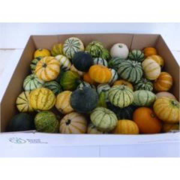 Cucurbita  gemischt