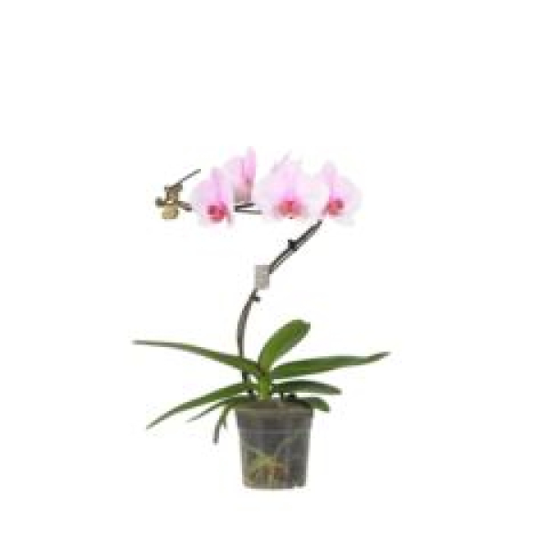 Phalaenopsis rosa "TWISTER "