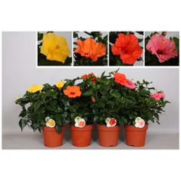 Hibiscus rosa-sin. Busch in 4 Farben