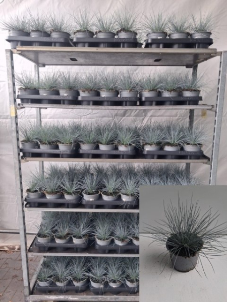 Festuca glauca