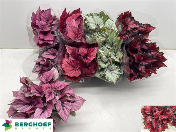 Begonia Rex 'Beleaf' gemischt