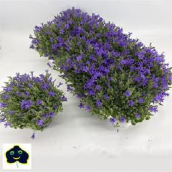 Campanula porten. blau