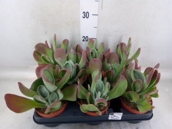 Kalanchoe oricula