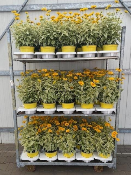 Heliopsis Kübel