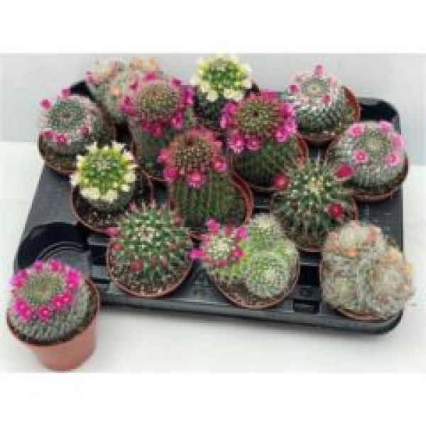 Cactus  gemischt -kleine Blüte