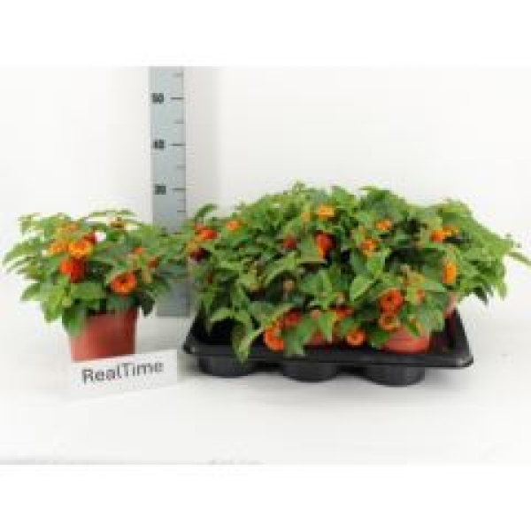 Lantana camara orange