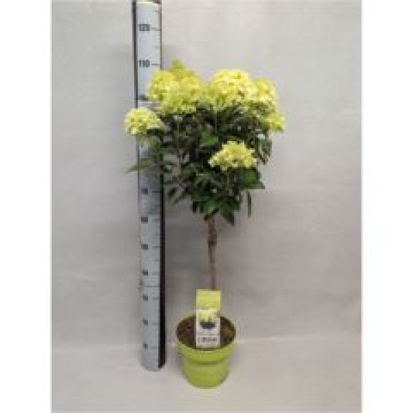 Hydrangea pan. Stamm