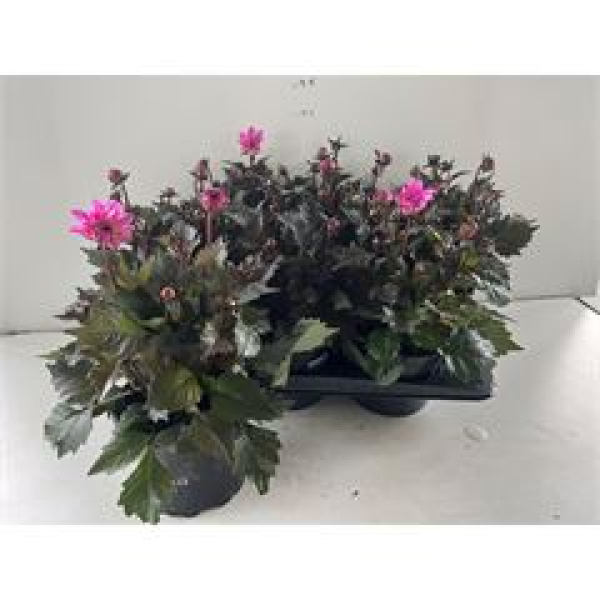 Dahlia 'Dahlinova' pink