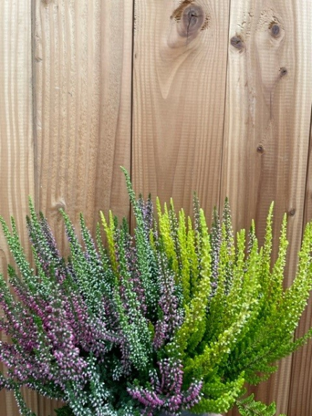Calluna "Beauty Ladies" Trio
