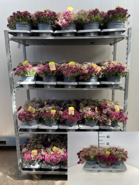 Sedum Trio