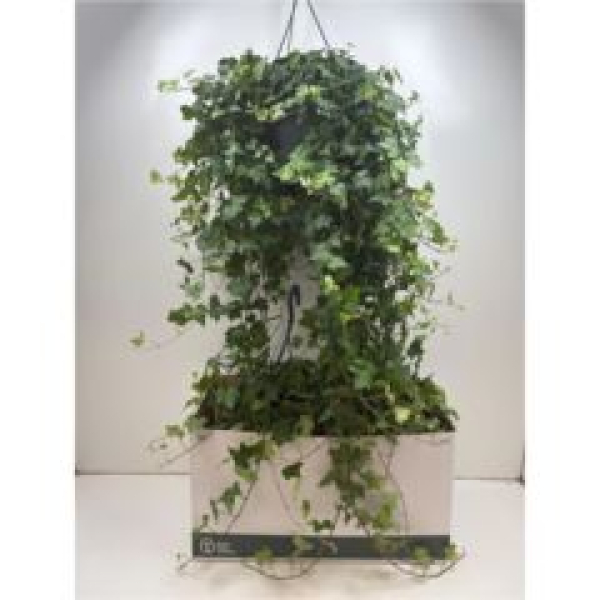 Hedera helix'Pittsburgh' Ampel