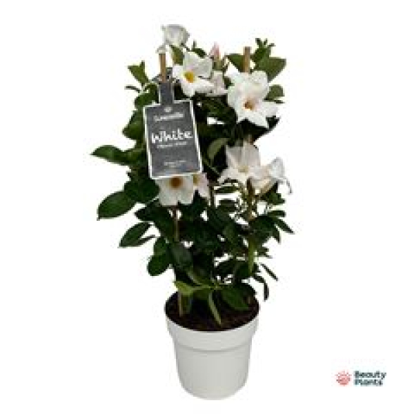 Mandevilla Säule weiß