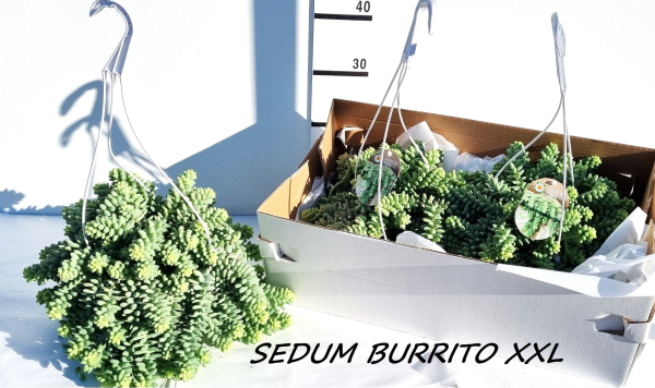 Sedum burrito Ampel