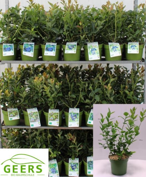 Vaccinium corymbosum