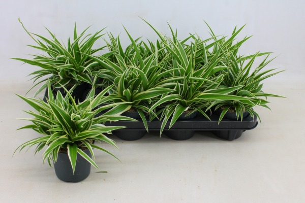 Chlorophytum com.