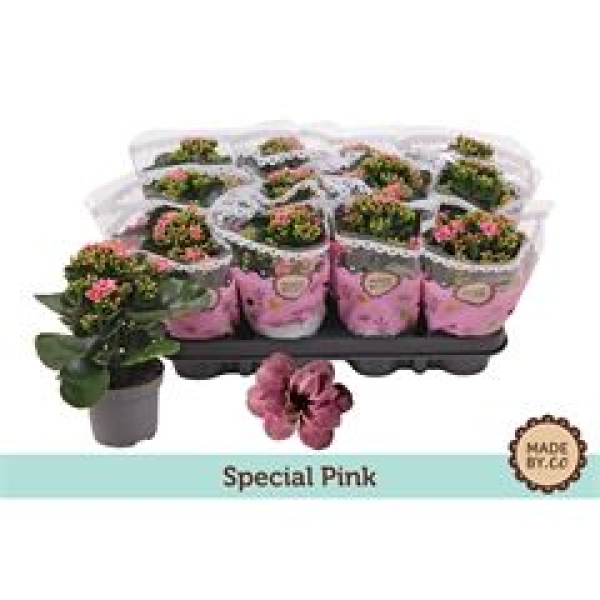 Kalanchoe  midi pink