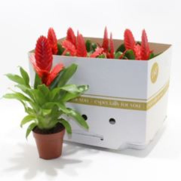 Vriesea 'Kallisto