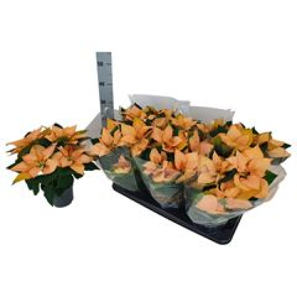 Poinsettia 'Autumn Leaves'