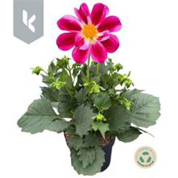 Dahlia 'Summerbees Purple