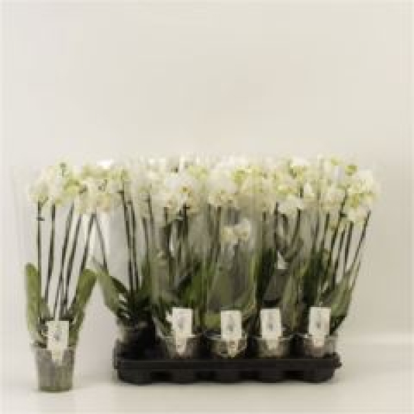 Phalaenopsis 5 Rispen weiß