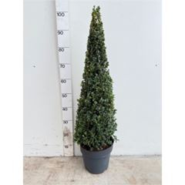 Buxus semp. Pyramide