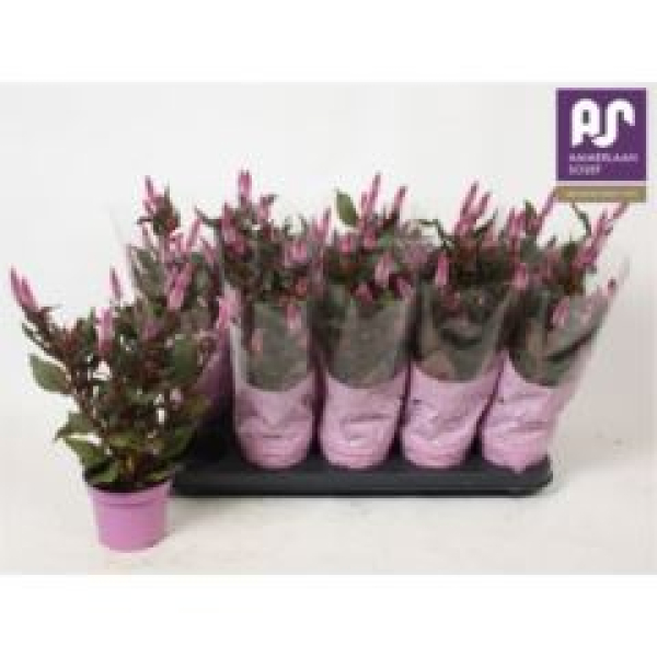 Celosia spic. 'Merida Pink'