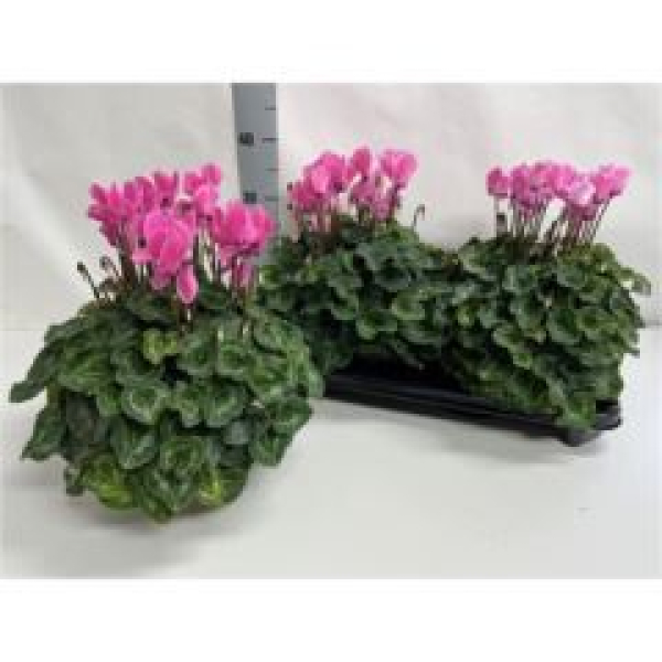 Cyclamen pers. XL rosa