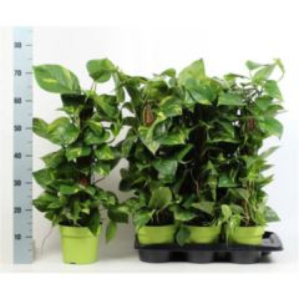 Epipremnum pinn. Moosstamm