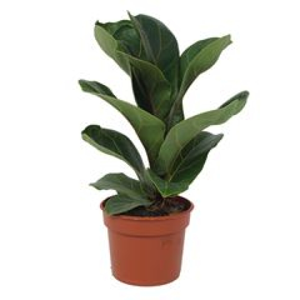 Ficus lyrata 'Bambino'