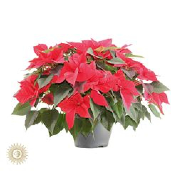 Poinsettia Busch rot