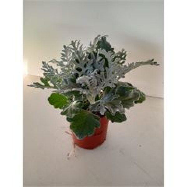 Senecio "Silver Dust"