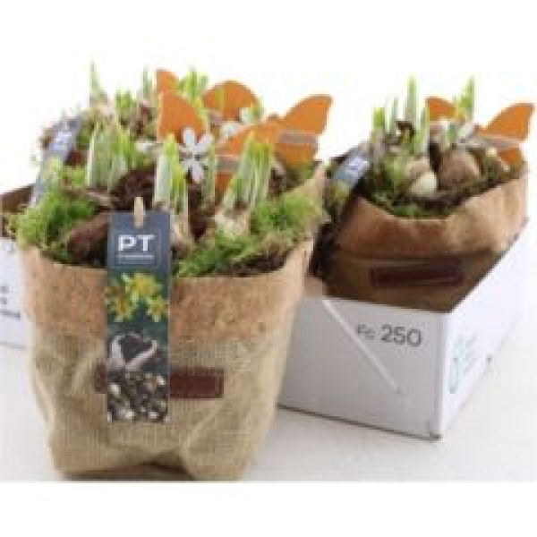 Narzissen im Jutesack