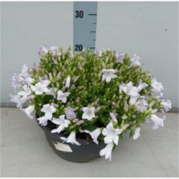 Campanula porten. Kübel weiß