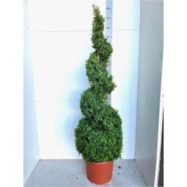 Buxus semp. Spirale