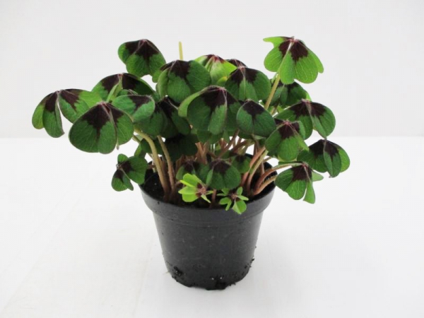 Klee ungeschmückt 9 cm