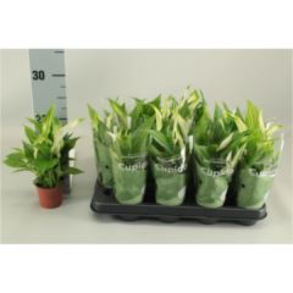 Mini Spathiphyllum 'Pearl Cupido'