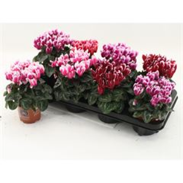 Cyclamen midi 'Fantasia' Mix