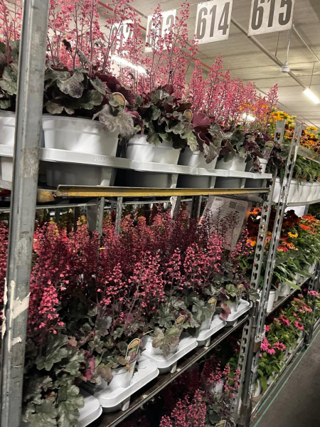 Heuchera Kübel