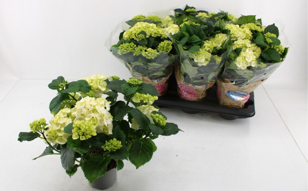 Hydrangea macr. weiß