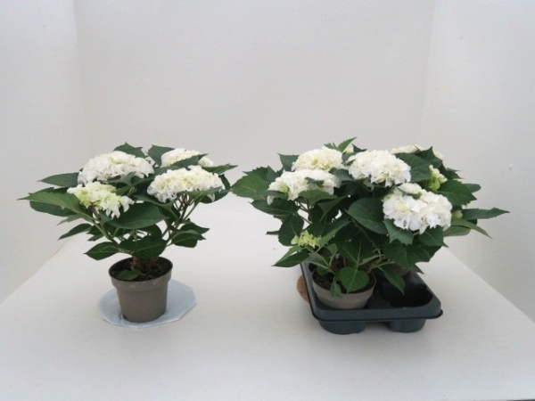 Hydrangea macr. weiß