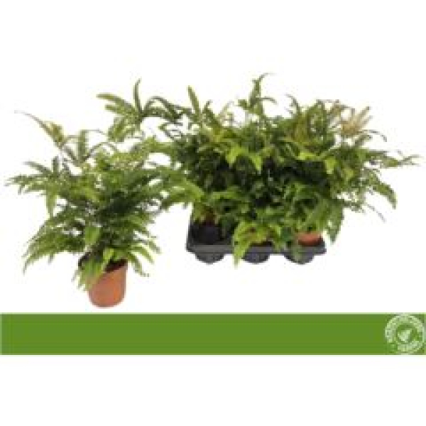 Adiantum hisp. bronze