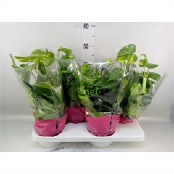 Epipremnum pinn. Ampel