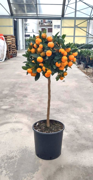 Calamondin Stamm