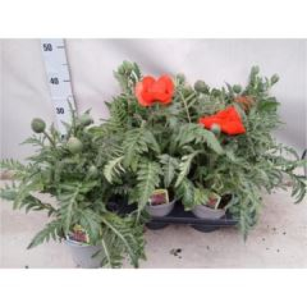 Papaver orientale 'Brilliant'