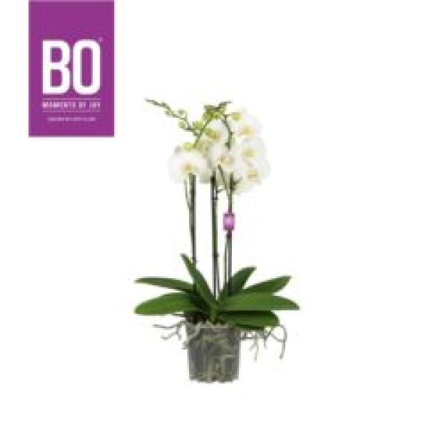 Phalaenopsis 3-4 Rispen weiß