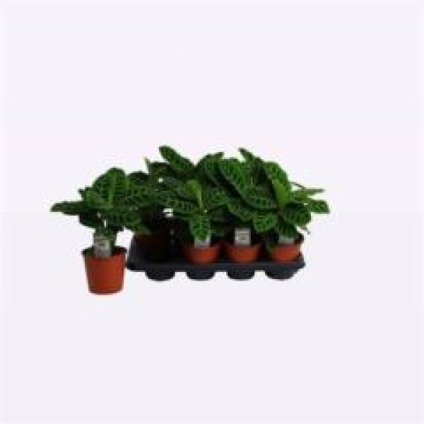 Calathea zebrina